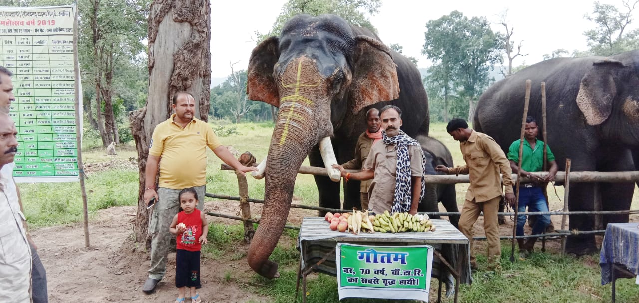 बांधवगढ़ मे प्रति वर्ष की भांति इस वर्ष भी मनाया जाएगा हाथी महोत्सव