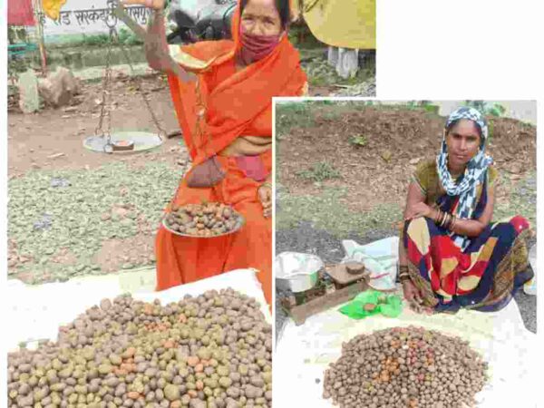पहली बारिश के साथ लजीज सरई पुटू अथवा बोड़ा की धमक छत्तीसगढ़ के बाज़ार में,बिलासपुर में बेलगहना वनांचल से पहुंच रहा