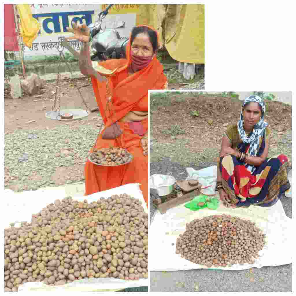 पहली बारिश के साथ लजीज सरई पुटू अथवा बोड़ा की धमक छत्तीसगढ़ के बाज़ार में,बिलासपुर में बेलगहना वनांचल से पहुंच रहा