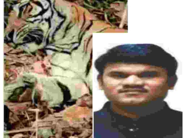 घायल बाघिन को छोड़ने को लेकर बैठक नहीं ,बल्कि बेहतर इलाज के लिए एक्सरे व ब्लड सेंपल के लिए हुआ आदेश : एस जगदीशन सीसीएफ