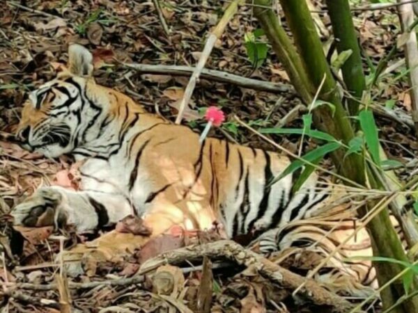 घायल बाघिन का आज देहरादून से आए डॉक्टर की देखरेख में एक्सरे की गई, उम्रदराज के चलते पैर के ज्वाइंट का ऑइल सुखने से लंगड़ा रही है,जंगल छोड़ने का निर्णय अभी नहीं: एस डी शर्मा डायरेक्टर एटीआर