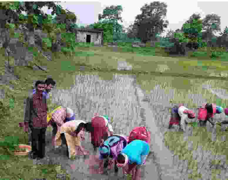 पथरिया एसडीएम प्रिया गोयल उतरी खेत पर किसानों के साथ रोपा लगाने, गोधन न्याय योजना अंतर्गत उत्पादित वर्मी खाद का फसल में उपयोग करने कहा