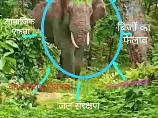 हाथी और इंसान की हो रही मौत रोकने में सब ‘फेल’ होते नजर आ रहे है, सरकार से कारगर परिणाममूलक की उम्मीद