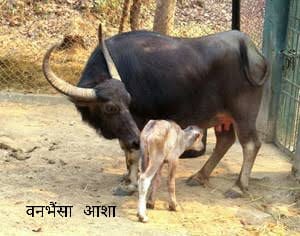 राजकीय पशु वन भैसा के अस्तित्व पर खतरा मंडराया, मेनका और रम्भा का डीएनए रिपोर्ट आई,  शुद्ध मादा वन भैंस अब एक भी नही !