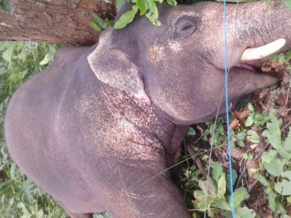 ब्रेकिंग : हाथी मौत के मामले में वन रक्षक को डीएफओ धरमजयगढ़ ने किया निलंबित