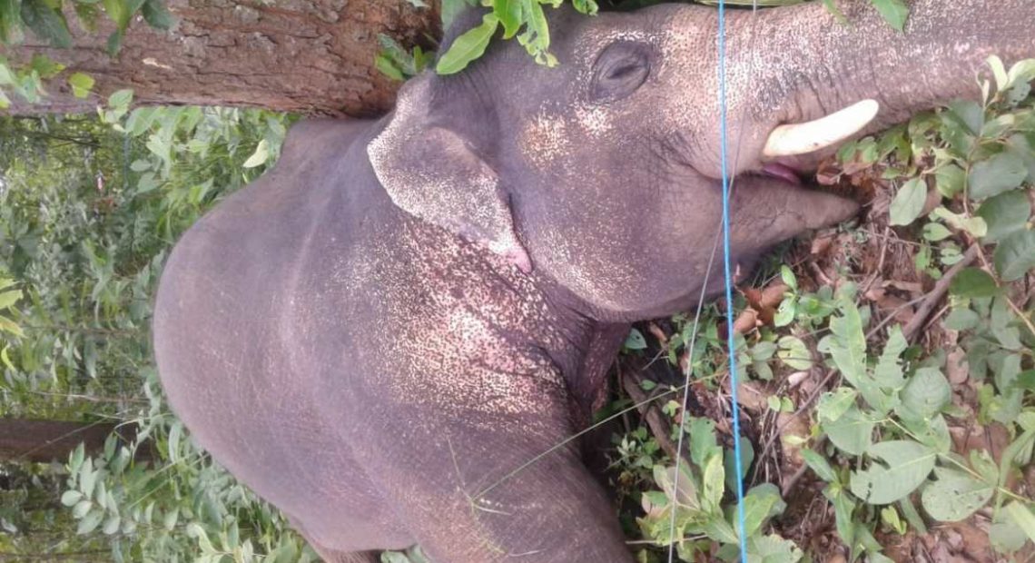 ब्रेकिंग : हाथी मौत के मामले में वन रक्षक को डीएफओ धरमजयगढ़ ने किया निलंबित