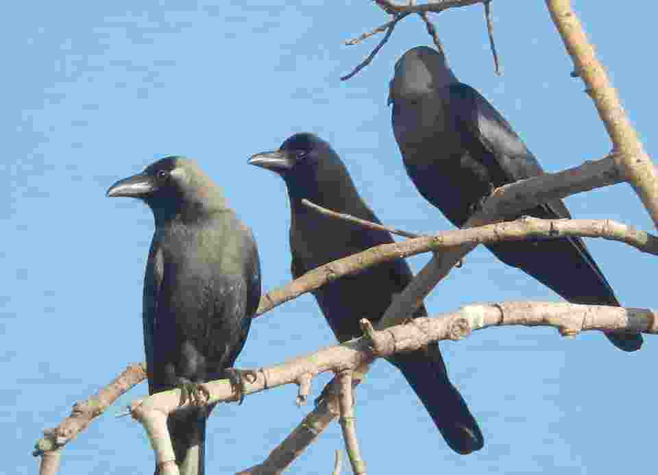 कौआ पक्षी का श्राद्ध पक्ष में क्यों होता है महत्व