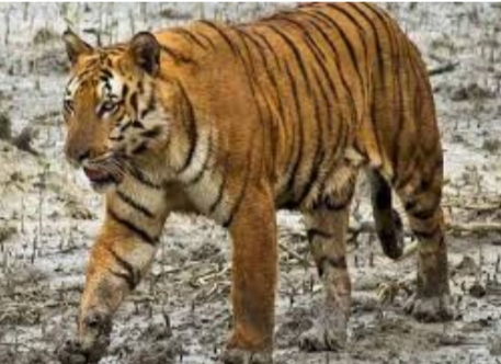 वन विभाग की उदासीनता से घट रहे हैं बाघ, 12 वर्ष में एक बार भी नहीं हुई वैधानिक समितियों की बैठक-कोर्ट ने जारी किया नोटिस