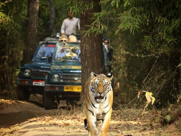 वायरलेस ब्रेकिंग न्यूज़ : मध्यप्रदेश के जंगलों मे बाघ शावकों के बढऩे की सुखद खबरें, देशभर में सर्वाधिक बाघ होने का नाम भी दर्ज के आसार