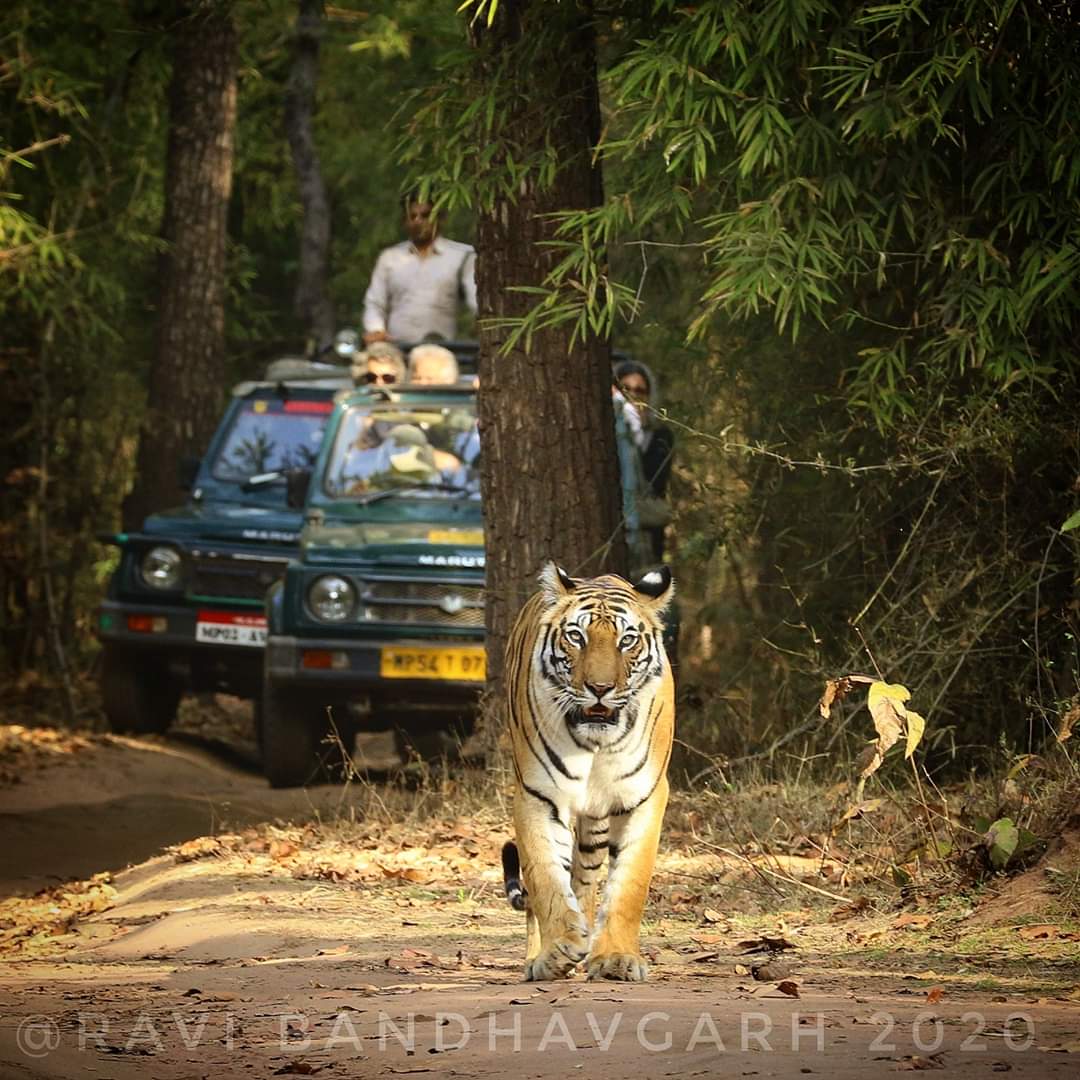 वायरलेस ब्रेकिंग न्यूज़ : मध्यप्रदेश के जंगलों मे बाघ शावकों के बढऩे की सुखद खबरें, देशभर में सर्वाधिक बाघ होने का नाम भी दर्ज के आसार