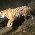 बाघों के संरक्षण संवर्धन के लिए मुख्य वन संरक्षक ने की नागरिकों से सहयोग की अपील