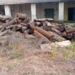 सरायपाली में 43 लाख 76 हजार की लकड़ी पुलिस ने फिर से किया जप्त, थाना प्रभारी आशीष वासनिक सरायपाली की कार्यवाही
