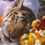 प्रधानमंत्री नरेंद्र मोदी ने मन की बात में पेंच टाइगर रिजर्व में 15 जनवरी को दुनिया को अलविदा कहने वाली कालरवाली बाघिन का जिक्र किया…