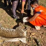 केंद्र तथा राज्य सरकारों के निर्देशों को नहीं मानते वन विभाग के अधिकारी …… गलत अर्थ निकाल कर कुएं में मरने दे रहे हैं वन्य प्राणियों को…. मामले की जांच करने की मांग की गई वन मंत्री से