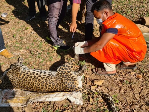 केंद्र तथा राज्य सरकारों के निर्देशों को नहीं मानते वन विभाग के अधिकारी …… गलत अर्थ निकाल कर कुएं में मरने दे रहे हैं वन्य प्राणियों को…. मामले की जांच करने की मांग की गई वन मंत्री से