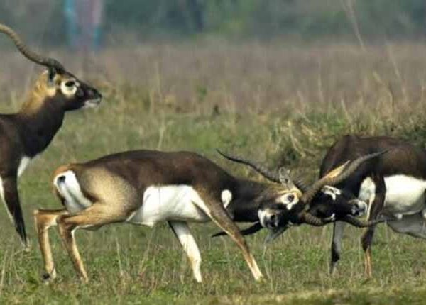बारनवापारा अभयारण्य के जंगलों में छोड़े गए दो काले हिरणों की मौत