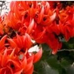 गर्मी की दस्तक के साथ ही प्राकृतिक सौंदर्य में टेसू के फूल लोगों को सहज ही अपनी ओर आकर्षित कर रही