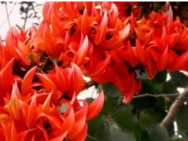 गर्मी की दस्तक के साथ ही प्राकृतिक सौंदर्य में टेसू के फूल लोगों को सहज ही अपनी ओर आकर्षित कर रही