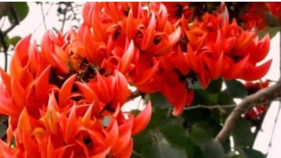 गर्मी की दस्तक के साथ ही प्राकृतिक सौंदर्य में टेसू के फूल लोगों को सहज ही अपनी ओर आकर्षित कर रही