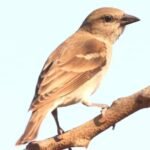 विश्व गोरैया दिवस:<br>कहां गई आंगन में फुदकने वाली गौरैया ?