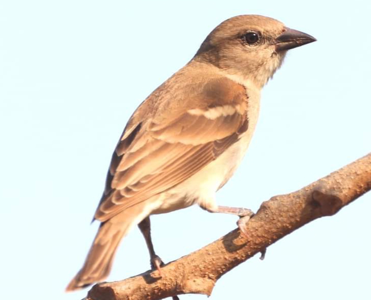 विश्व गोरैया दिवस:कहां गई आंगन में फुदकने वाली गौरैया ?