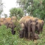 कोरबा:9 हाथियों का दल पहुंचा पाली ब्लॉक, दहशत