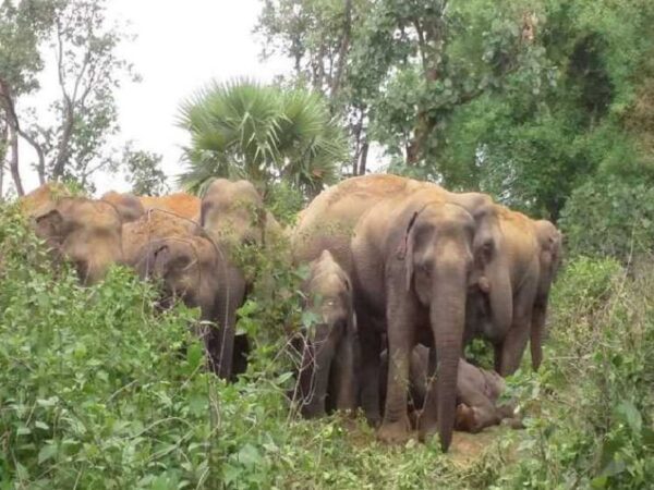 कोरबा:9 हाथियों का दल पहुंचा पाली ब्लॉक, दहशत