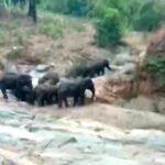 हाथियों का उत्पात जारी – फसलों को किया तबाह
