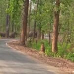 कोरबा में 35 हाथी मचा रहे उत्पात: कई किसानों की फसलें की चौपट, सड़कों पर भी घूम रहे; दहशत में लो