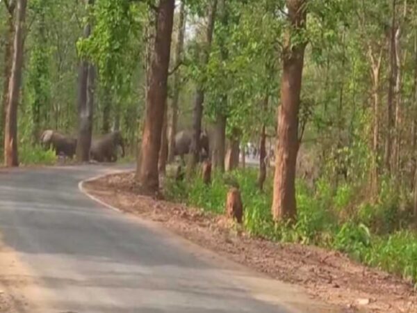 कोरबा में 35 हाथी मचा रहे उत्पात: कई किसानों की फसलें की चौपट, सड़कों पर भी घूम रहे; दहशत में लो