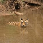 बांधवगढ़ टाइगर रिजर्व में पर्यटकों की आंख का तारा बनी बाघिन तारा