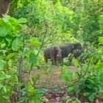 हाथियों का दल कोरबा वनमंडल के जंगलों में