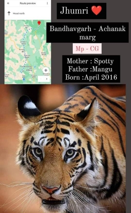 वायरलेस न्यूज़ खास आवागमन में बदल रहा बाघों का मिजाज नए रास्तों का कर रहे चुनावबाँधवगढ़ का एक बाघ   अचानकमार में दिखा,  विभाग जुटा रहा है जानकारी