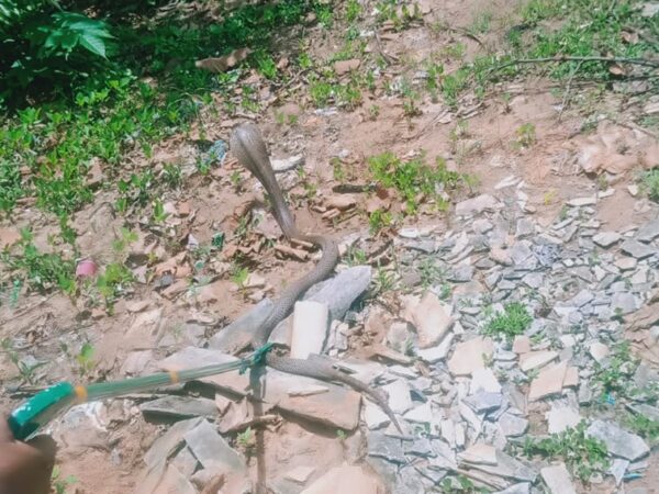 जहरीले सांप का रेस्क्यू