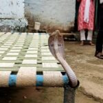 खाट में लेट कर आराम कर रहा था व्यक्ति, फन निकाल कर बाहर आया नाग सांप तो उड़ गए होश