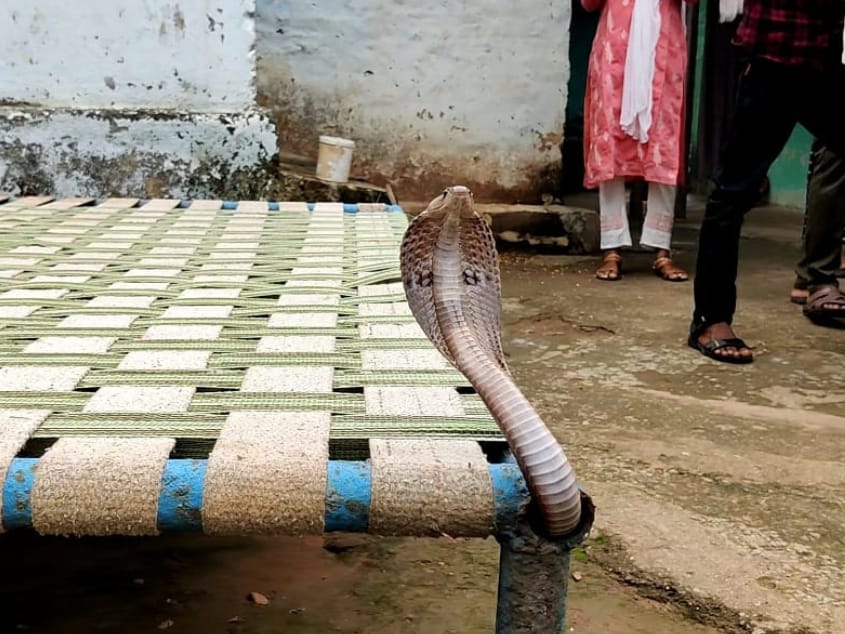 खाट में लेट कर आराम कर रहा था व्यक्ति, फन निकाल कर बाहर आया नाग सांप तो उड़ गए होश