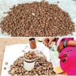 पहली बारिश के साथ लजीज बोड़ा की धमक छत्तीसगढ़ के बाज़ार में बिलासपुर में बेलगहना वनांचल से पहुंच रहा