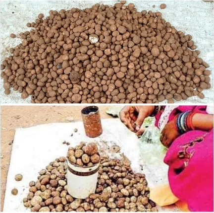पहली बारिश के साथ लजीज बोड़ा की धमक छत्तीसगढ़ के बाज़ार में बिलासपुर में बेलगहना वनांचल से पहुंच रहा
