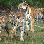 एटीआर प्रबंधन ने ग्लोबल टाईगर डे मनाना भूला 29 जुलाई की जगह 1अगस्त को मनाने में जुटा