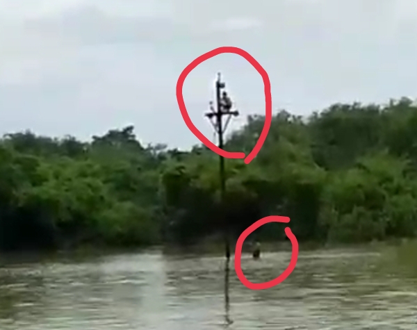 गोकुलधाम के पास टूटे तार को जोड़ने पानी में तैरकर पहुंचे विद्युतकर्मीकर्मियों ने दिखाया साहस-कार्यपालक निदेशक