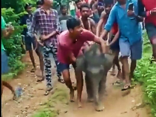 जशपुर वन मंडल में मां से बिछड़े हाथी शावक का मामला…वन मंत्री अकबर ने दिखाई संवेदनशीलता… प्रधान मुख्य वन संरक्षक (वन्यप्राणी) को दिया आदेश “मां से एकजुट करवाएं”