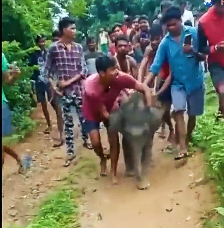 जशपुर वन मंडल में मां से बिछड़े हाथी शावक का मामला…वन मंत्री अकबर ने दिखाई संवेदनशीलता… प्रधान मुख्य वन संरक्षक (वन्यप्राणी) को दिया आदेश “मां से एकजुट करवाएं”