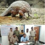 मुखबिर की सूचना पर गरियाबंद पुलिस ने जीवित दुर्लभ वन्यजीव पेंगोलिन जप्त कर 3आरोपी धरे गए