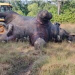 वायरलेस न्यूज खबर का हुआ असर , करंट से हाथी मौत मामला : देवपुर प्रभारी रेंजर पंचराम यादव हटाये गये