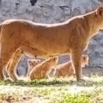 छत्तीसगढिया परी अऊ जय के ग्वालियर में तीन ठन लइका होईस जशन के माहौल