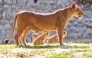 छत्तीसगढिया परी अऊ जय के ग्वालियर में तीन ठन लइका होईस जशन के माहौल