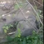 “हाथी शावक को दे दी जाय दया मृत्यु”, वन्यजीव प्रेमी नितिन सिंघवी ने लिखा मुख्य वन्य जीव संरक्षक को पत्र – ‘यह जीव हत्या नहीं जीव दया होगी’