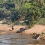 इंद्रावती टाइगर रिजर्व में 6 वन भैंसों का झुंड  हाल ही में देखा गया