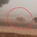 मरवाही वन परिक्षेत्र के झिरना पोड़ी गांव के पास सफेद भालू दिखाई दिया देखें वीडियो