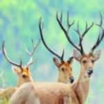 कान्हा के बाद अब बारहसिंघा से गुलजार होगा बांधवगढ़